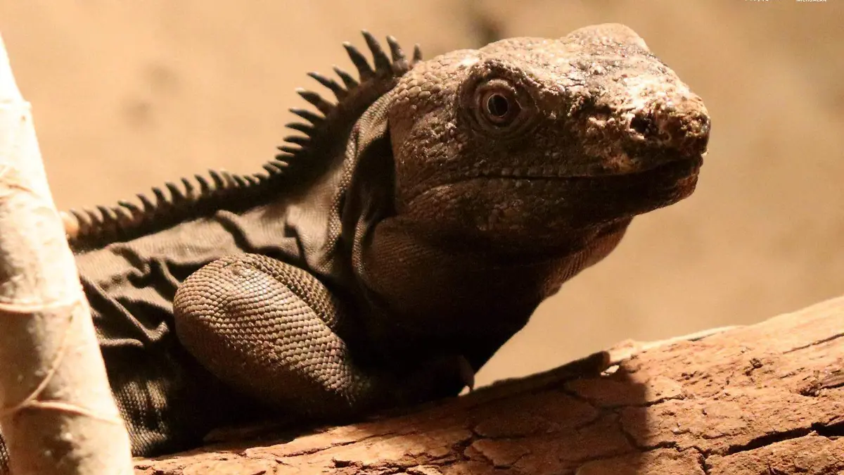 Iguana del Zoo de Morelia